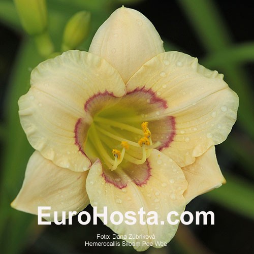 siloam pee wee daylily Siloam pee wee daylily