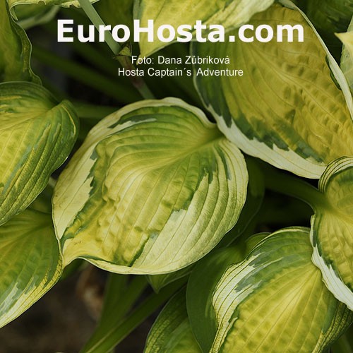 Hosta Captain S Adventure Eurohosta