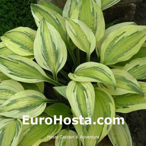 Hosta Captain S Adventure Eurohosta