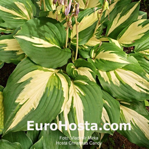 Hosta Christmas Candy Eurohosta