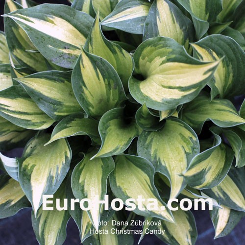 Hosta Christmas Candy Eurohosta