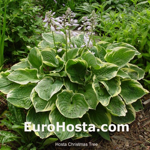 Hosta Christmas Tree - Eurohosta - Hosta Christmas Tree - Eurohosta