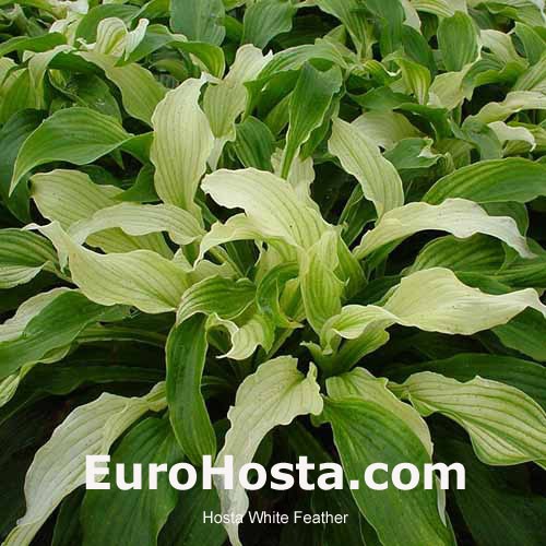 Hosta White Feather Eurohosta