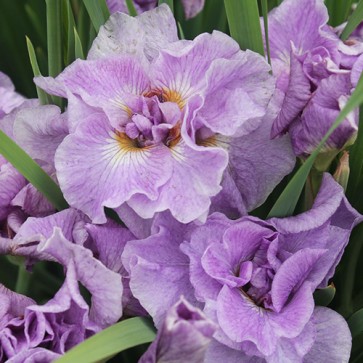 Iris Versicolor Dark Aura - Eurohosta