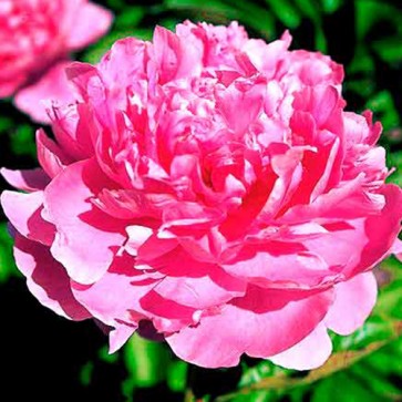 Paeonia Purple Spider