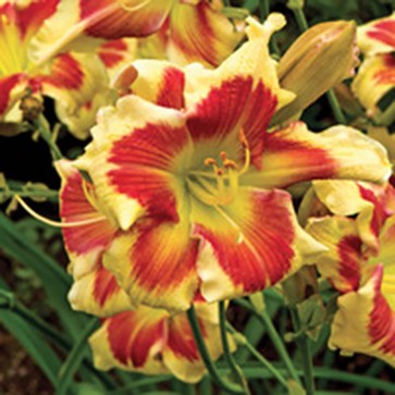 Hemerocallis Tropical Passion