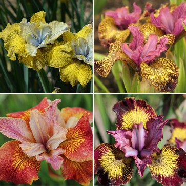 iris sibirica mix