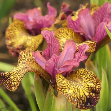 iris Ensata Wave Action