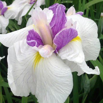 iris Ensata Wave Action