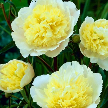 Paeonia Primevere