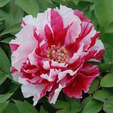 Paeonia Purple Spider