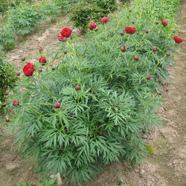 Peony Merry Mayshine 