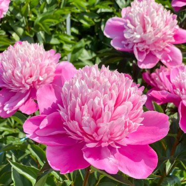 Peony Edulis Superba