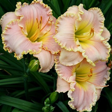 Hemerocallis  Belle Cook - Eurohosta