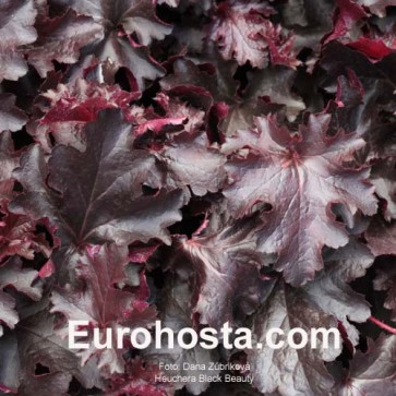 Heuchera Sugar Plum