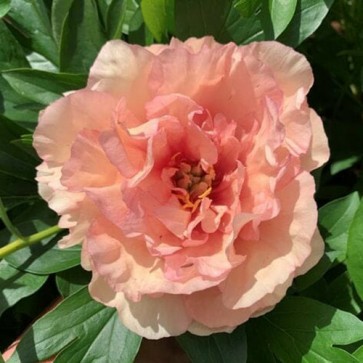 Paeonia (Itoh) Canary Brilliants