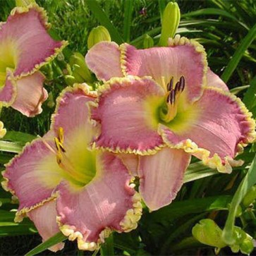 Hemerocallis Clothed in Glory