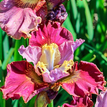 Iris Versicolor Dark Aura - Eurohosta