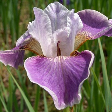 Iris Versicolor Dark Aura - Eurohosta