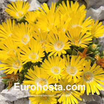 Delosperma Pink Ribbon