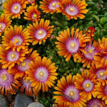 Delosperma Fire Spinner