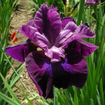 Iris Versicolor Dark Aura - Eurohosta