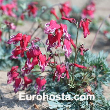 Dicentra spectabilis 'Goldheart'