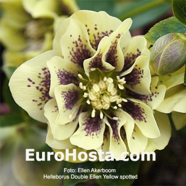 Helleborus orientalis Double Ellen Spotted White