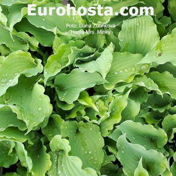 Hosta Ben Vernooij - Eurohosta