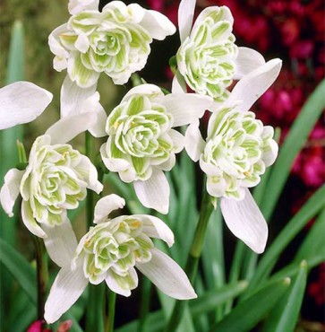 Double Snowdrops Flore Pleno