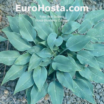 Hosta Plum Pudding