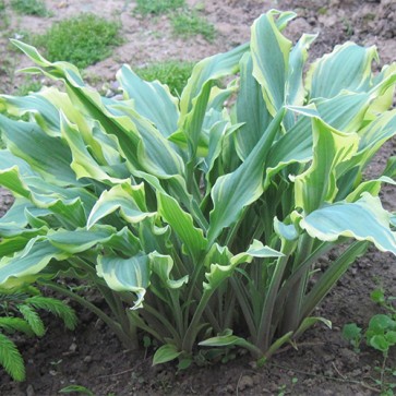 Hosta Deliverance