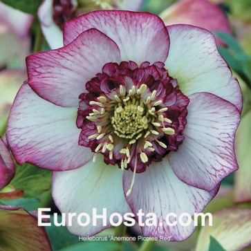 Helleborus orientalis Double Ellen Red