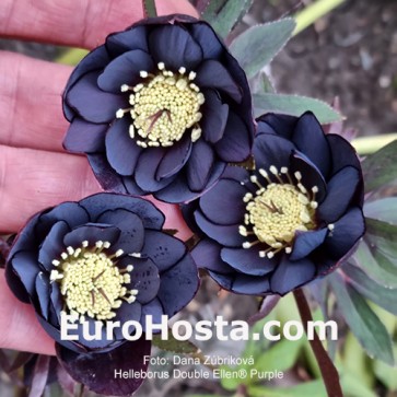 Helleborus orientalis Double Ellen Red