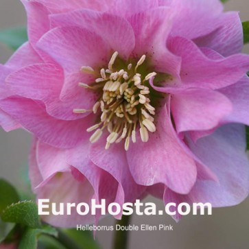 Helleborus orientalis Double Ellen Red