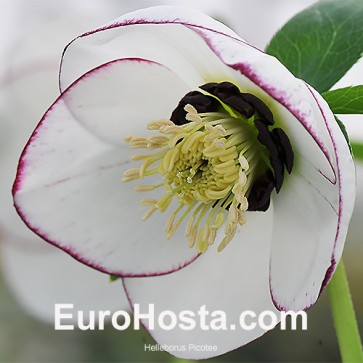 Helleborus orientalis Double Ellen Red