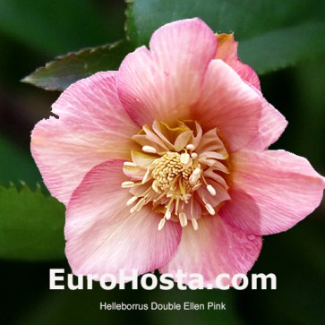 Helleborus orientalis Double Ellen Red