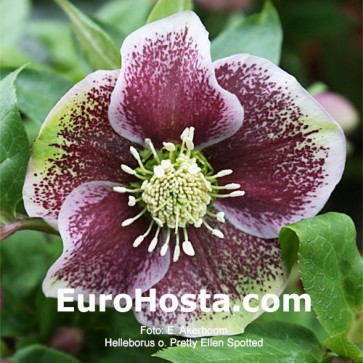 Helleborus orientalis Double Ellen Red