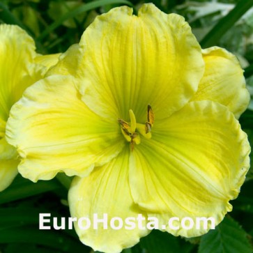 Hemerocallis Buttercup Parade