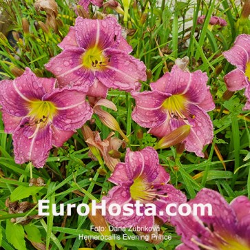 Hemerocallis Evening Prince - Eurohosta