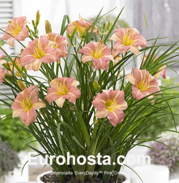 EveryDaylily™ Pink Cream® 