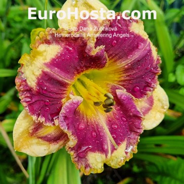 Hemerocallis Answering Angels - Eurohosta