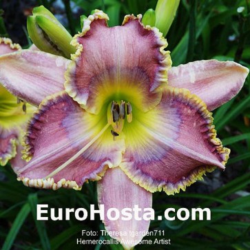 Hemerocallis Black Stockings - Eurohosta