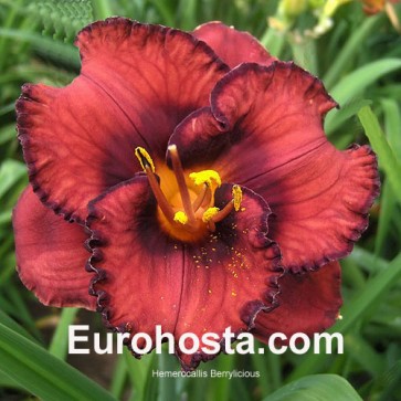 Hemerocallis Berrylicious - Eurohosta