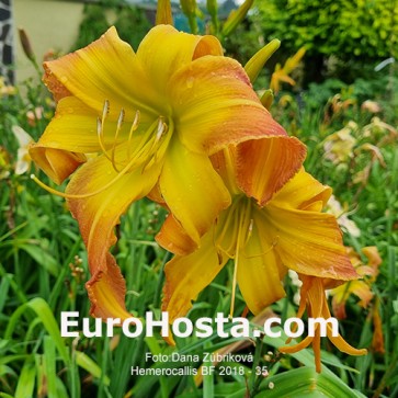 Hemerocallis BF 2018 - 35 Eurohosta