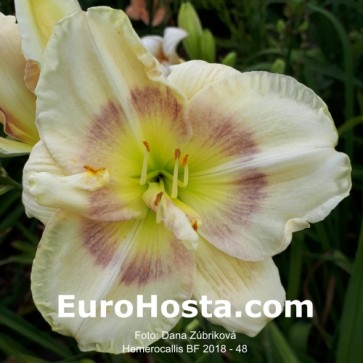 Hemerocallis BF 2018 - 48 Eurohosta