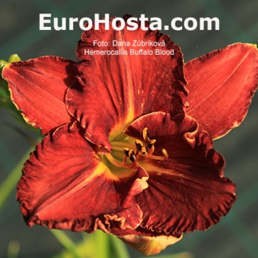 Hemerocallis Buffalo Blood - Eurohosta