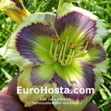 Hemerocallis BF 2018 - 69 Eurohosta