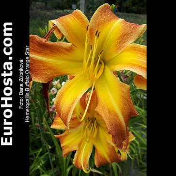 Hemerocallis BF 2018 - 4 Eurohosta