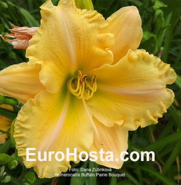 Buffalo Pairie Bouquet